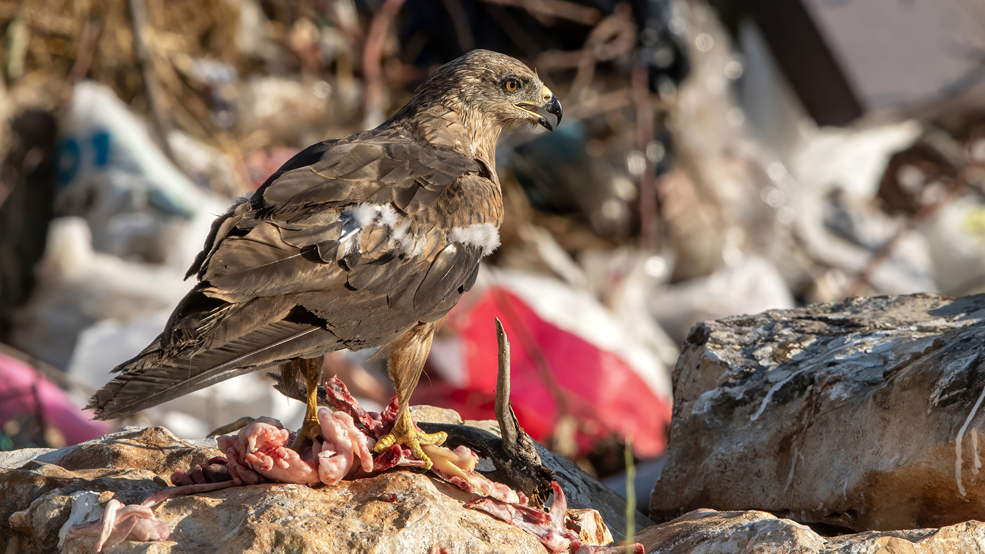 Black Kite